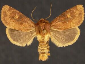 Resapamea innota