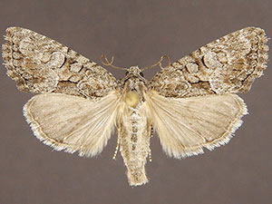 Neoligia tonsa