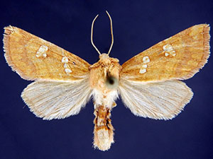 Papaipema limata
