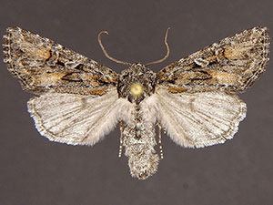 Aseptis characta