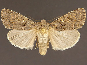 Spodoptera hipparis