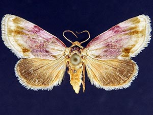 Chamaeclea basiochrea