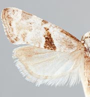 Saphenista latipunctana