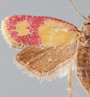Atroposia oenotherana