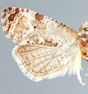 Thyraylia wiscana