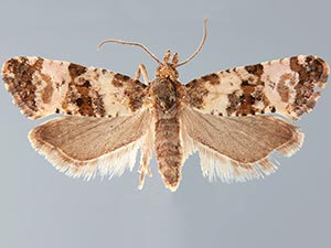 Cochylichroa atricapitana