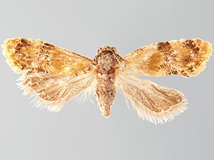 Monoceratuncus lantana