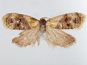 Phalonidia basiochreana