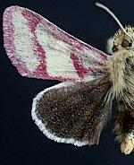 Heliolonche pictipennis