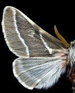 Hemileuca lex