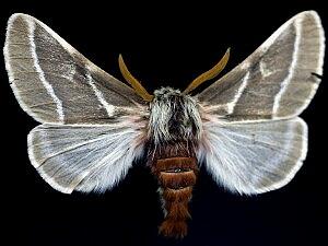 Hemileuca lex