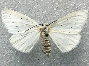 Cingilia orsona