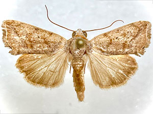 Ponometia bruchi