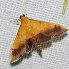 Pyrausta bicoloralis