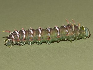 Syssphinx hubbardi