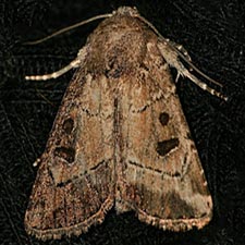 Anhimella pacifica