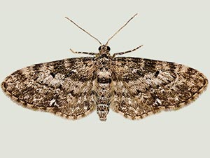 Eupithecia casloata