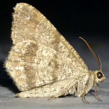 Macaria sexmaculata