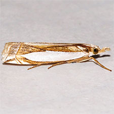 Crambus harrisi