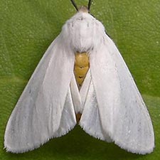 Pygarctia flavidorsalis