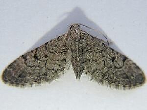 Eupithecia gelidata