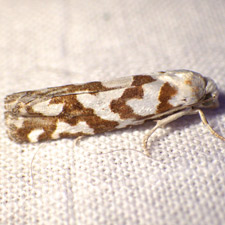 Pelochrista curlewensis