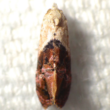 Thyraylia hollandana