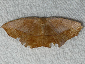 Prochoerodes lineola