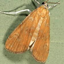 Elophila gyralis