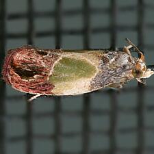 Eumarozia malachitana