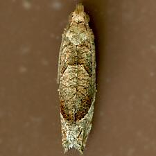 Pelochrista derelicta