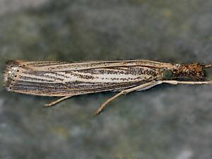 Agriphila ruricolellus
