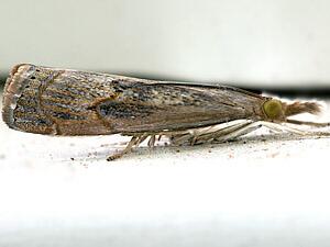 Parapediasia teterrellus