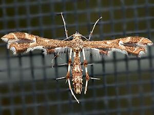 Geina periscelidactylus