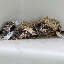 Spodoptera ornithogalli