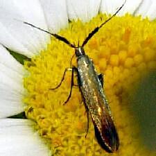 Coleophora mayrella