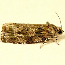 Phaecasiophora confixana