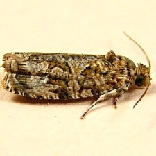 Phaecasiophora niveiguttana