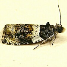 Olethreutes fasciatana