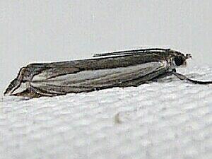 Raphiptera argillaceellus
