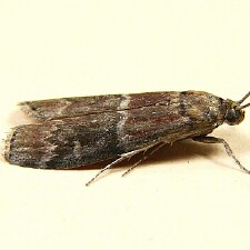Euzophera ostricolorella