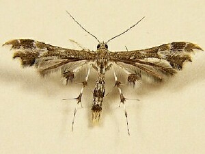 Geina periscelidactylus