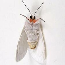 Spilosoma latipennis