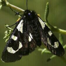Alypia mariposa