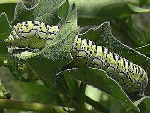 Basilodes chrysopis