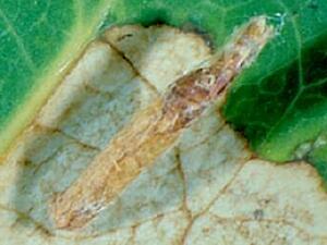 Coleophora pruniella