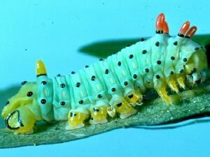 Callosamia promethea
