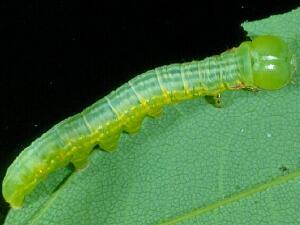 Peridea ferruginea