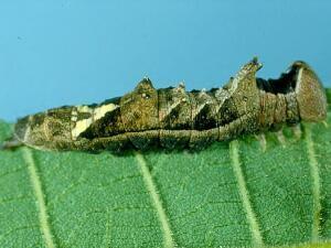 Schizura leptinoides