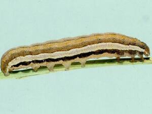 Coenophila opacifrons